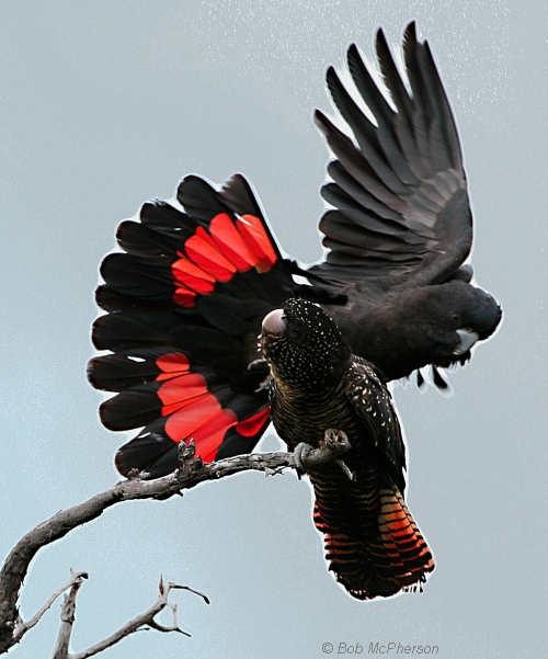 Red-tailed Black-Cockatoo